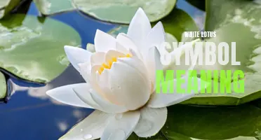 Unveiling the Mystical White Lotus: Exploring its Symbolic Meaning