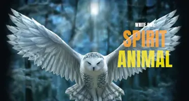 The symbolism and meaning of the white owl as a spirit animal